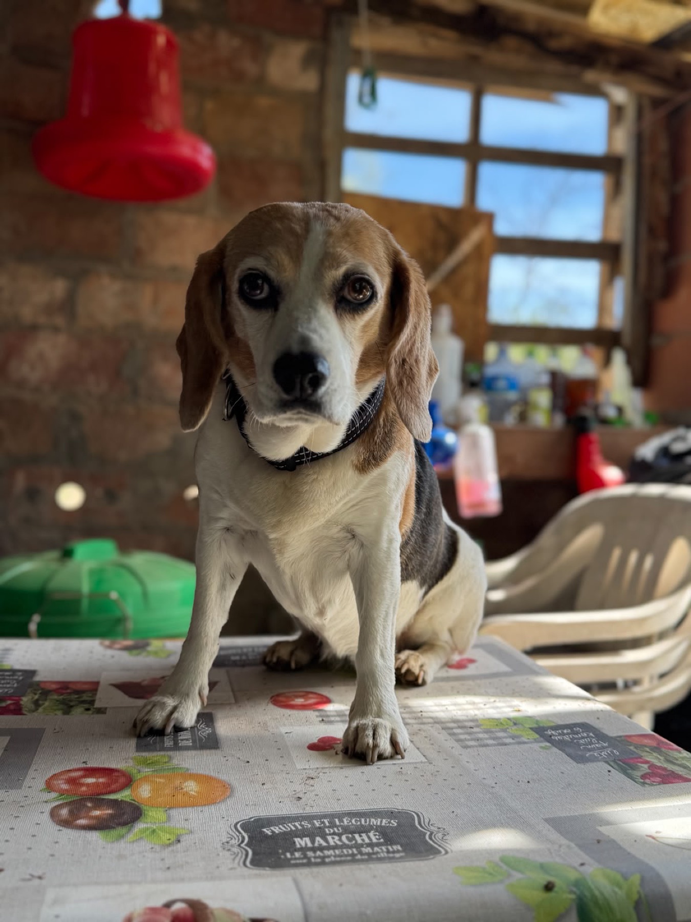 Bella, una perra beagle en Refugio Animal l’Oliveta