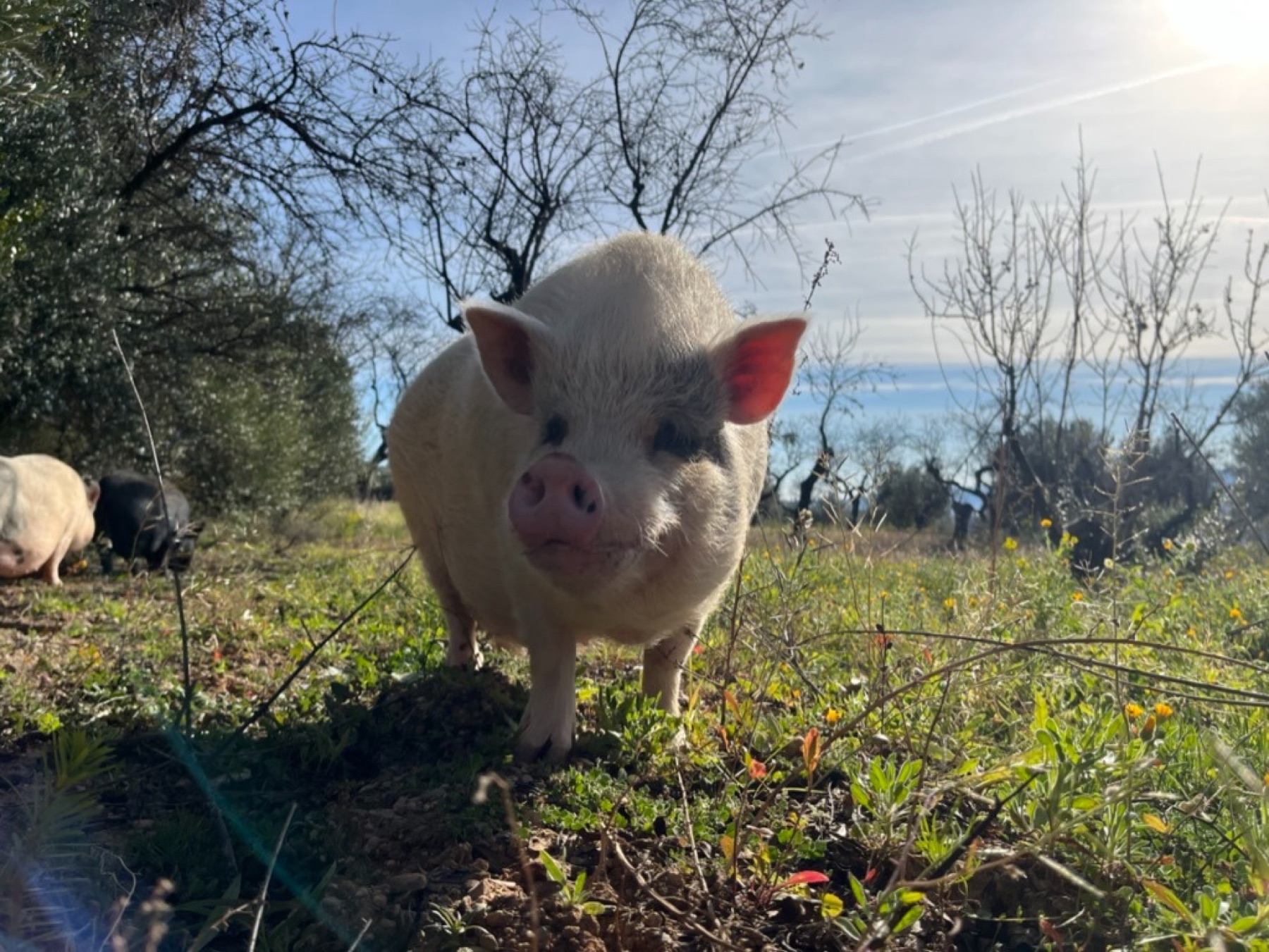 Berni, un cerdo vietnamita caminando entre olivos en Refugio Animal l’Oliveta