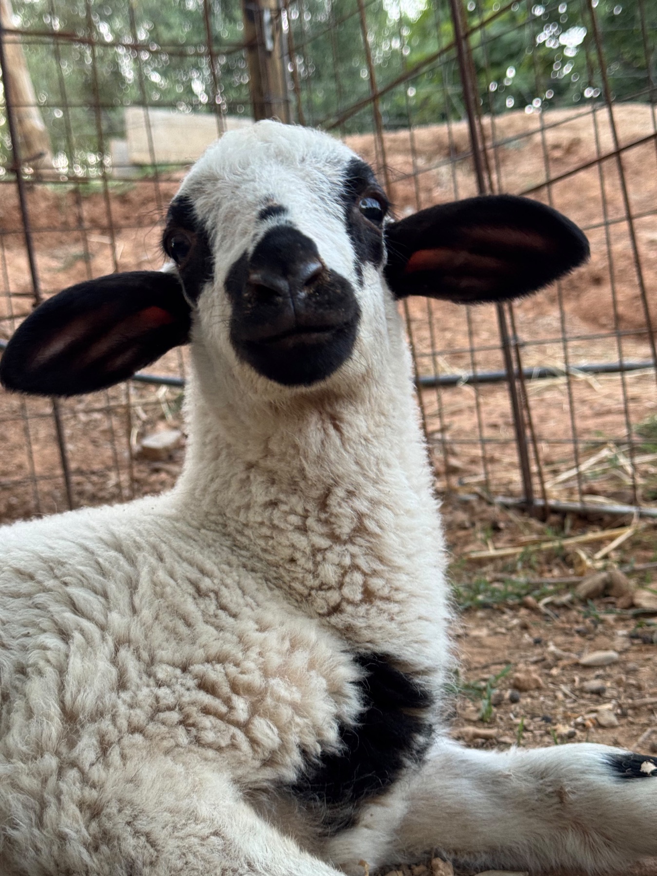 Biruji, una oveja blanca y negra descansando en Refugio Animal l’Oliveta