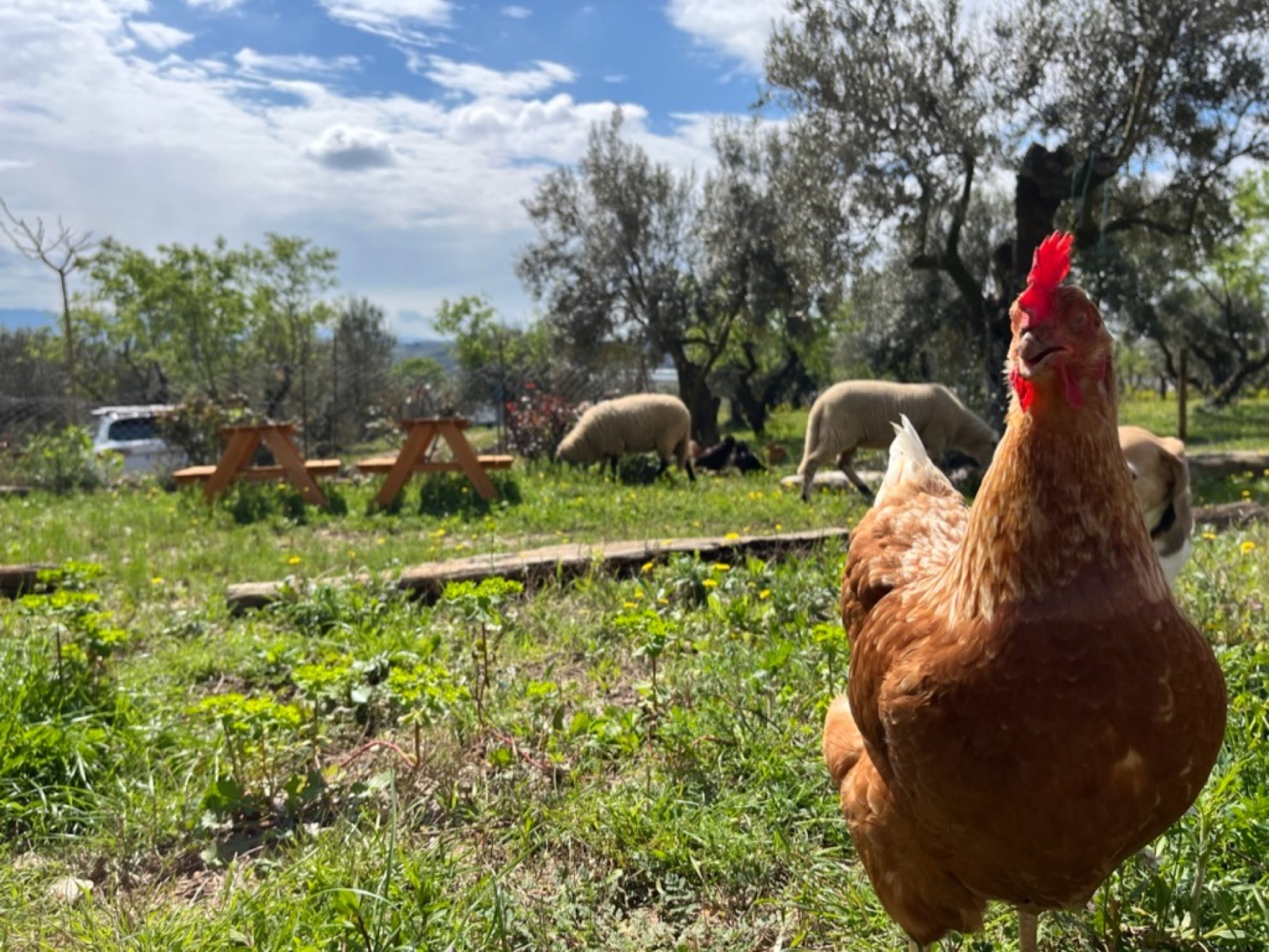 Catalina, una gallina paseando por el refugio entre olivos