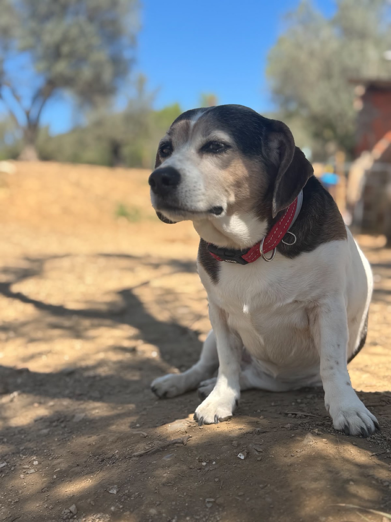 Dama, una perra sentada bajo los olivos en Refugio Animal l’Oliveta