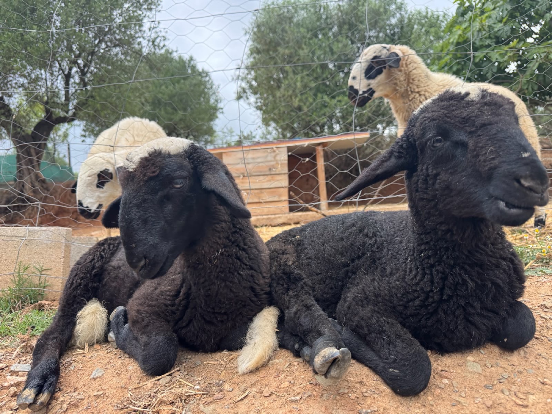 Gemeliers, dos ovejas negras descansando juntas en Refugio Animal l’Oliveta