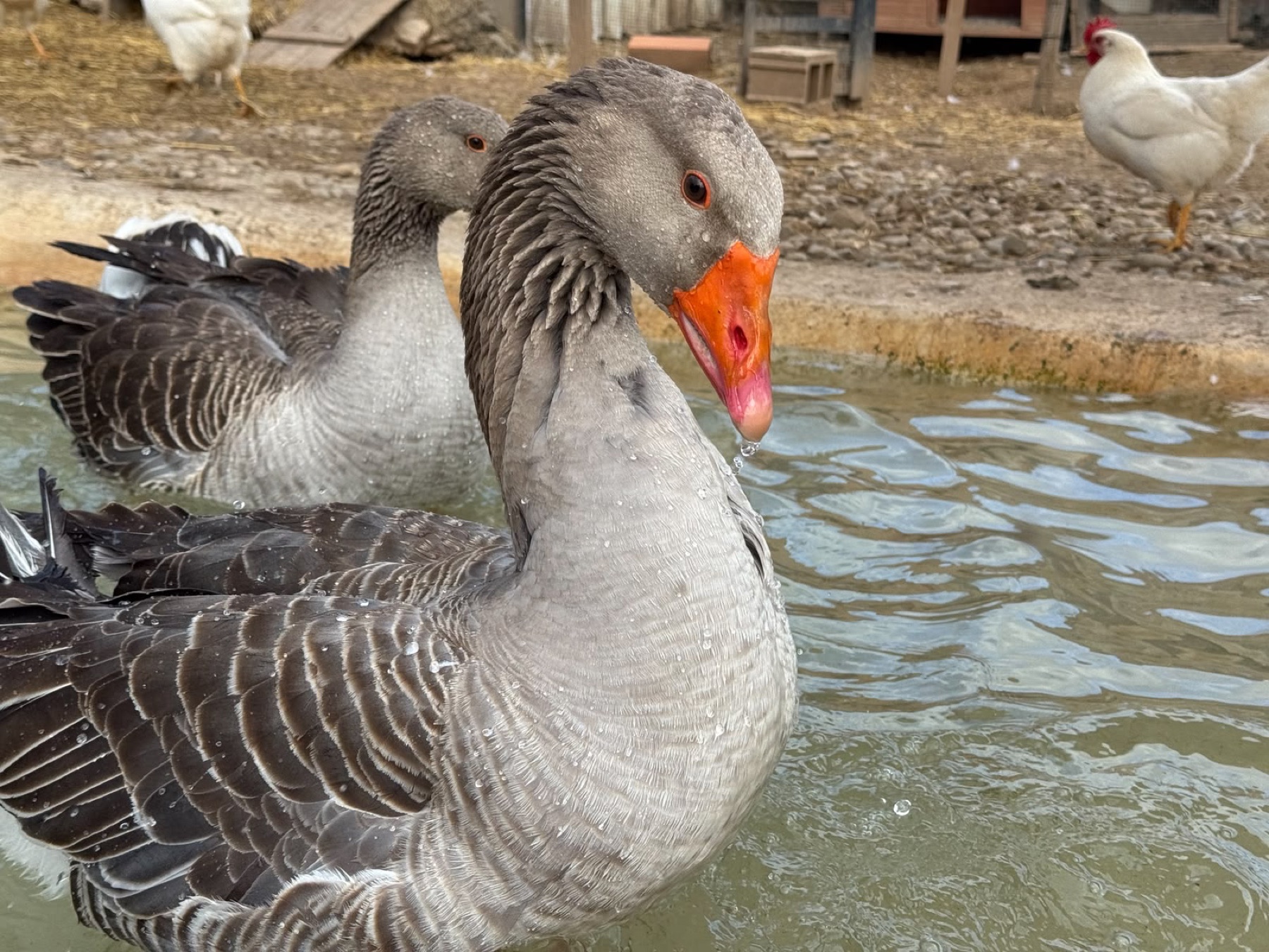 Kiwi, una oca gris bañándose en Refugio Animal l’Oliveta
