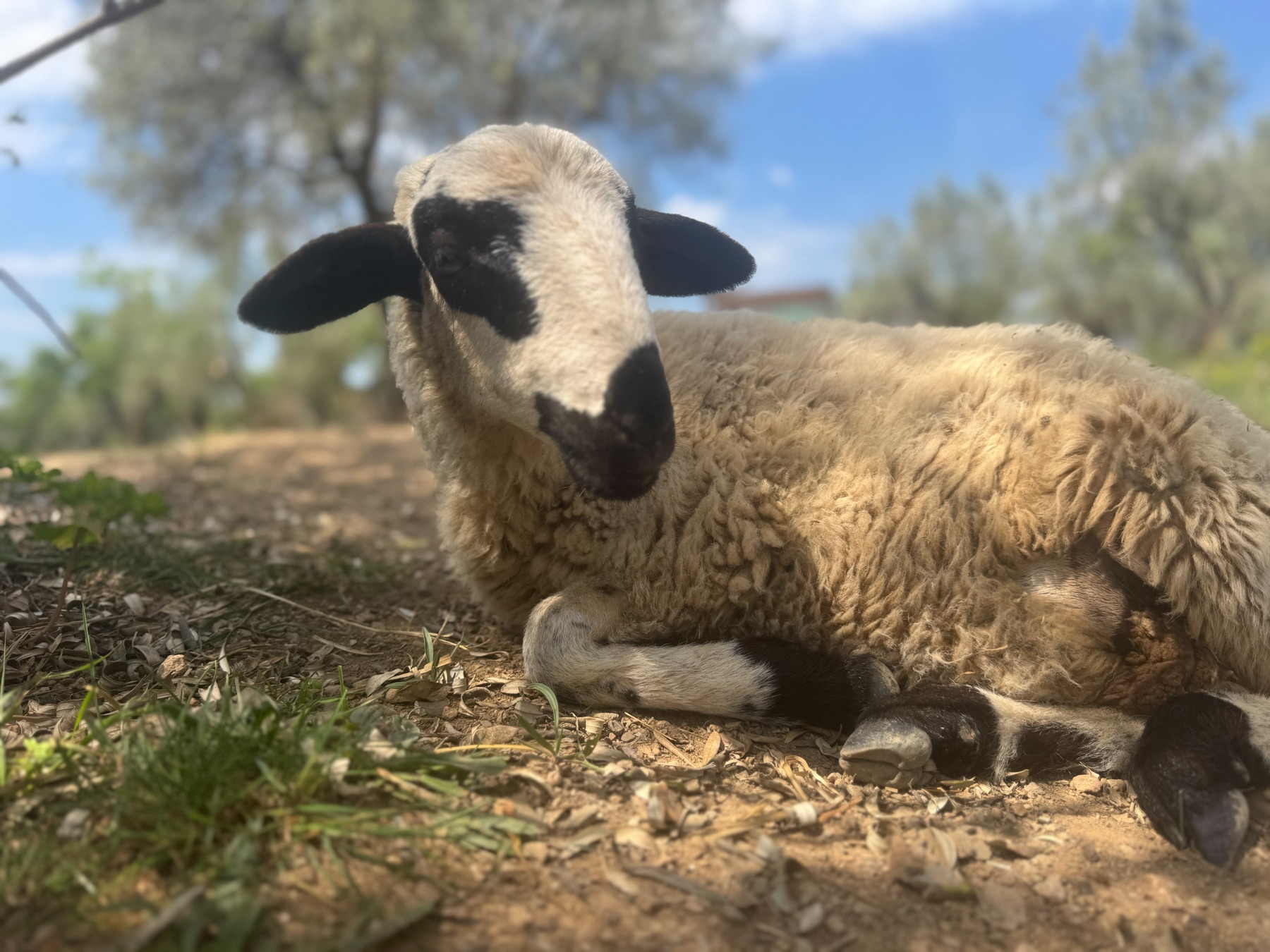 Mango, una oveja descansando bajo los olivos en Refugio Animal l’Oliveta