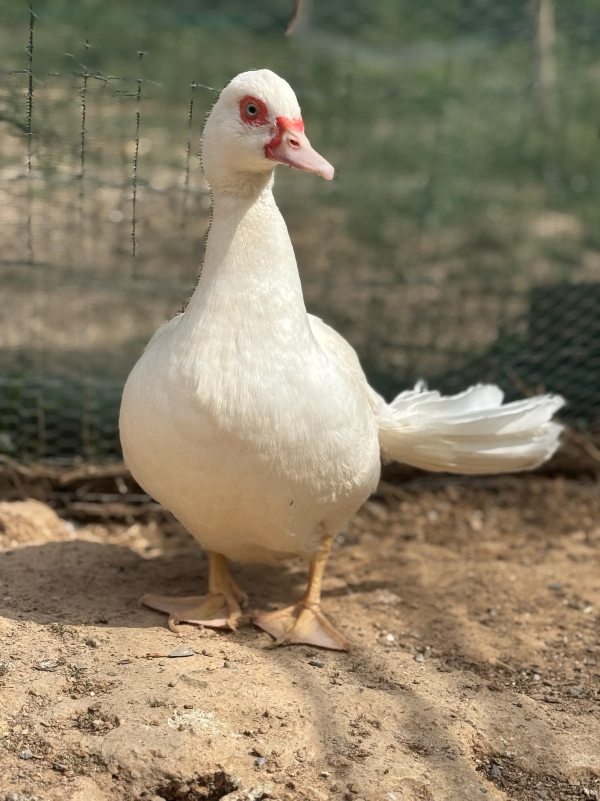 Nata, un ave blanca de Refugio Animal l’Oliveta