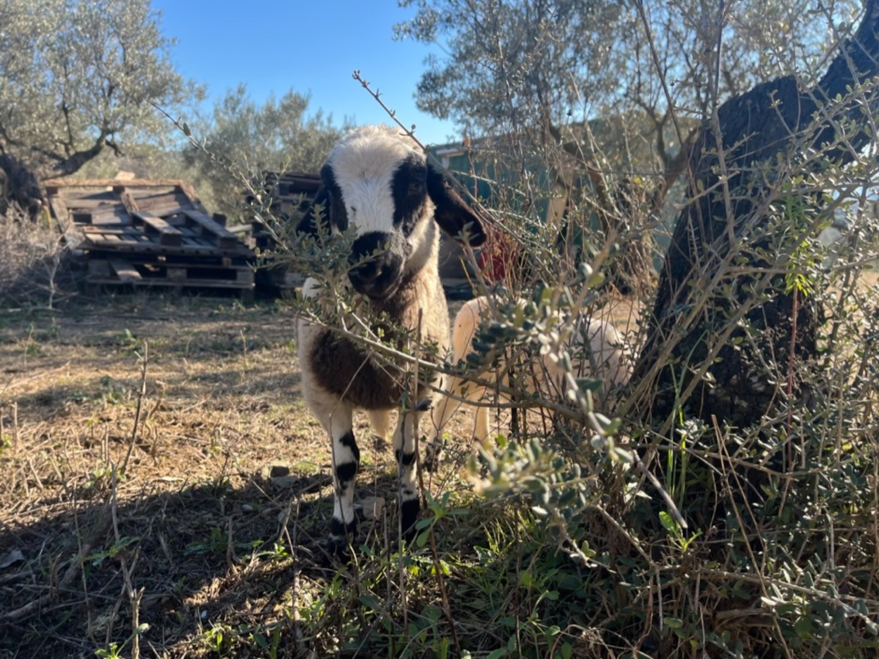 Oreo, una oveja entre los olivos en Refugio Animal l’Oliveta