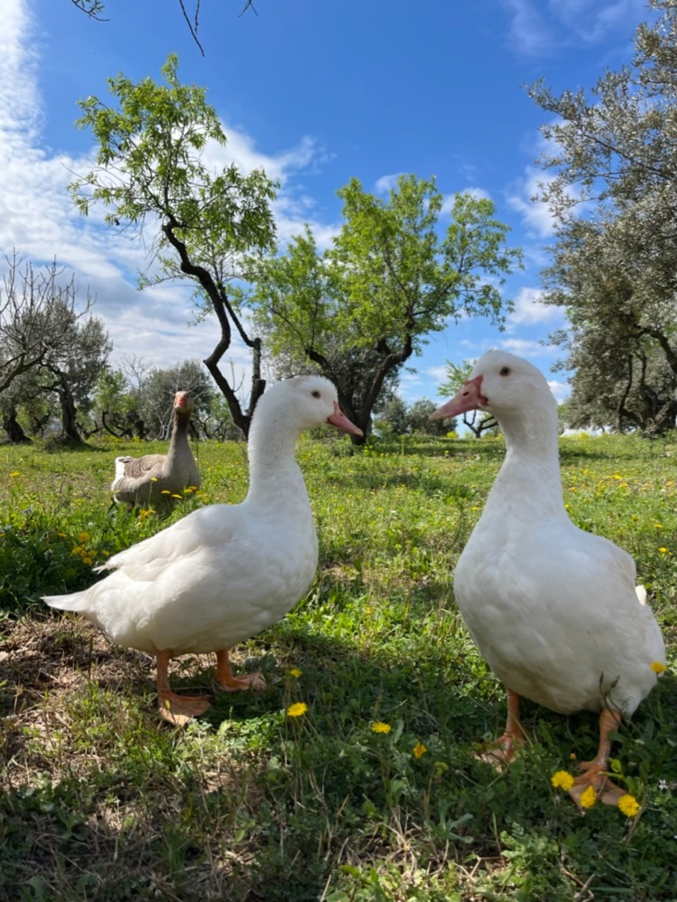 Pic i Puc, dos patos blancos paseando entre los olivos