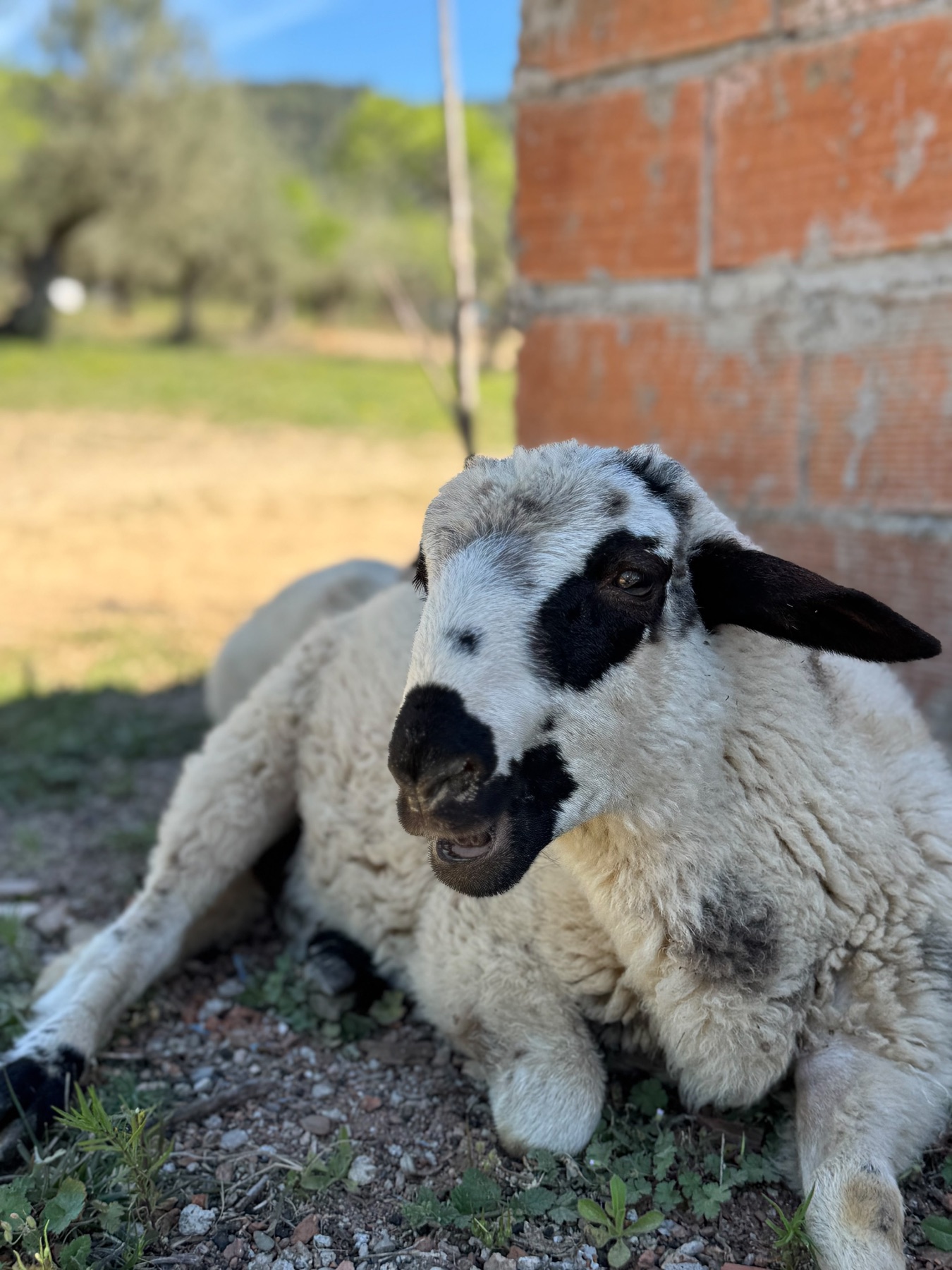Pinya, una oveja blanca y negra en Refugio Animal l’Oliveta