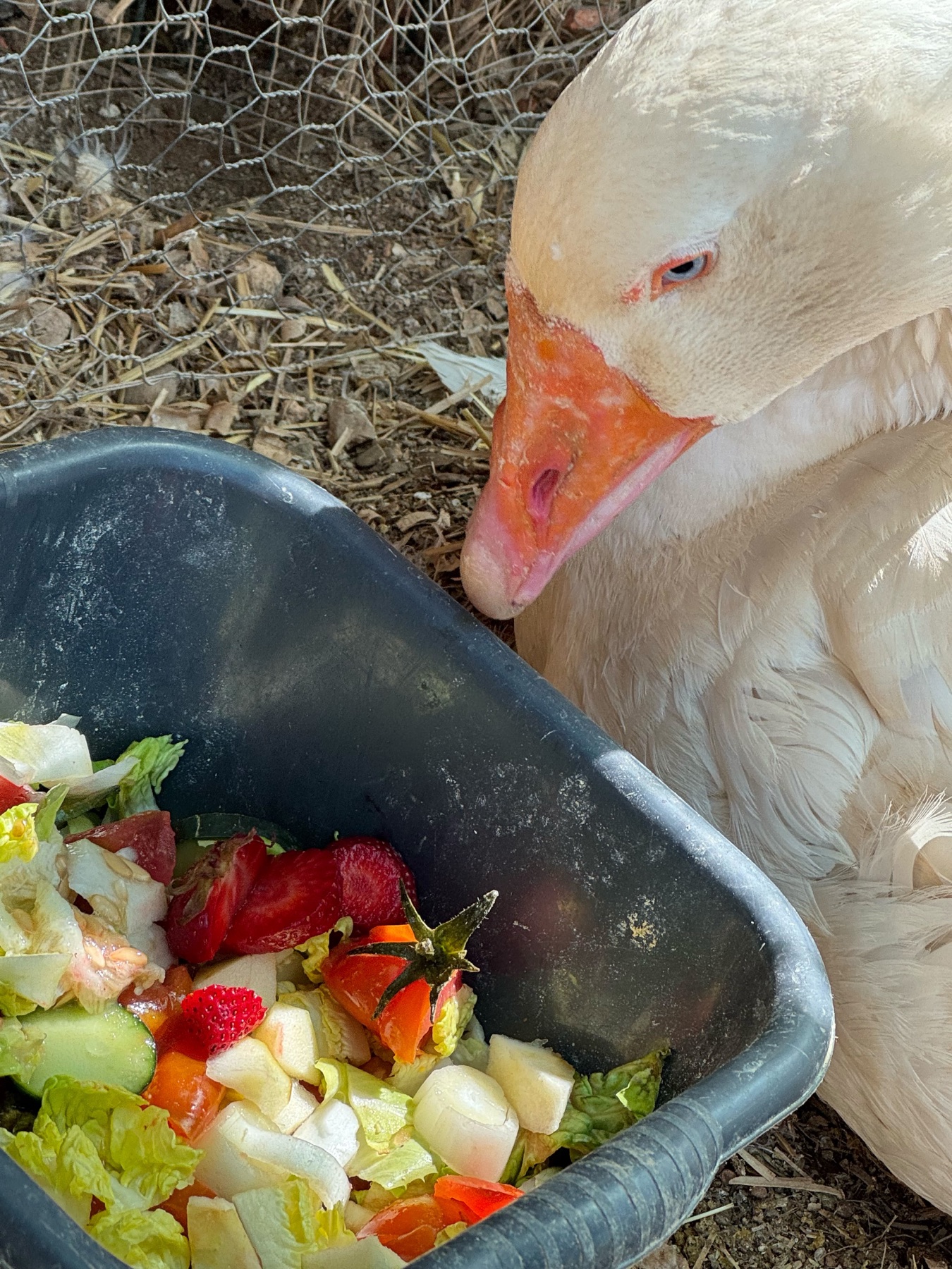 Riggo, una oca blanca junto a su comida en Refugio Animal l’Oliveta