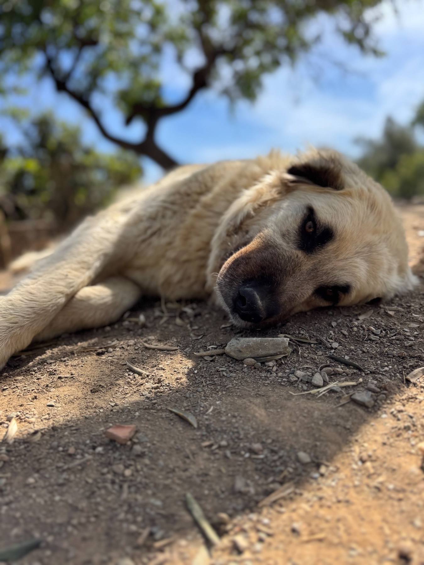 Sacha, un perro descansando en el entorno de Refugio Animal l’Oliveta