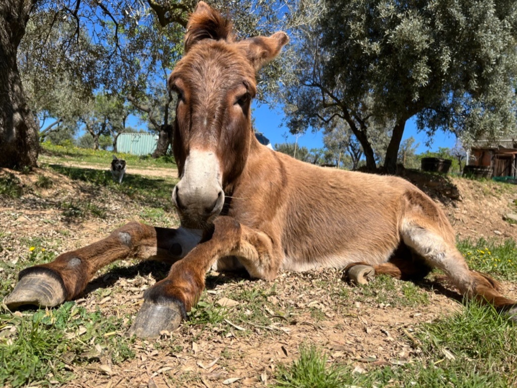 Setrill, un burro descansando entre olivos en Refugio Animal l’Oliveta