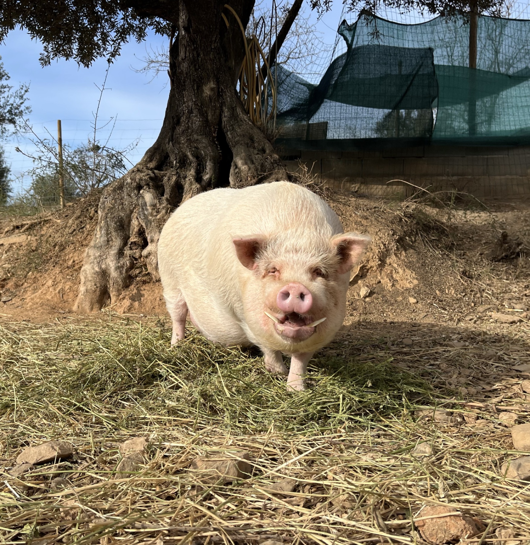 Simon, un cerdo vietnamita blanco en Refugio Animal l’Oliveta