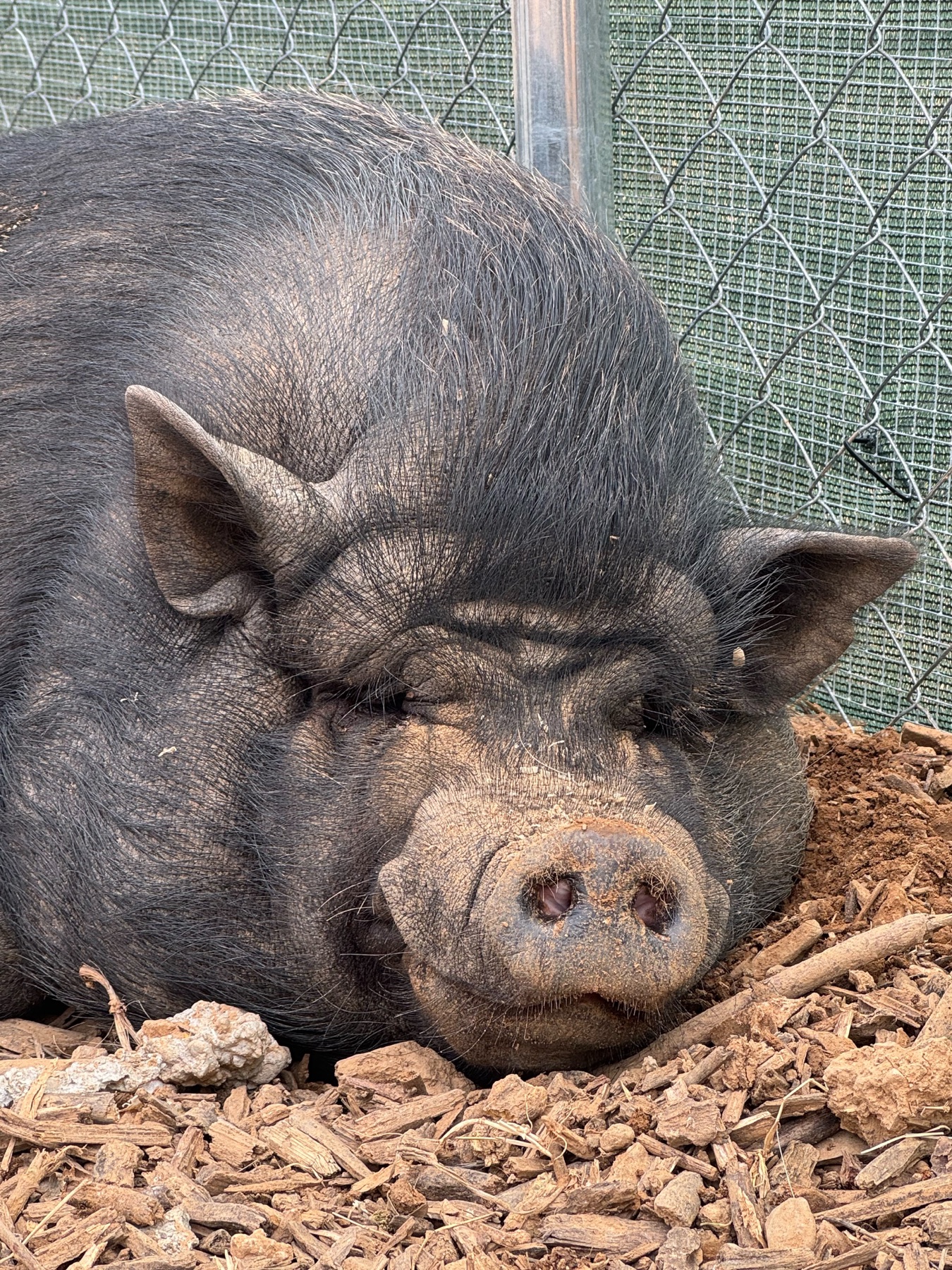 Som, un cerdo vietnamita negro descansando en Refugio Animal l’Oliveta
