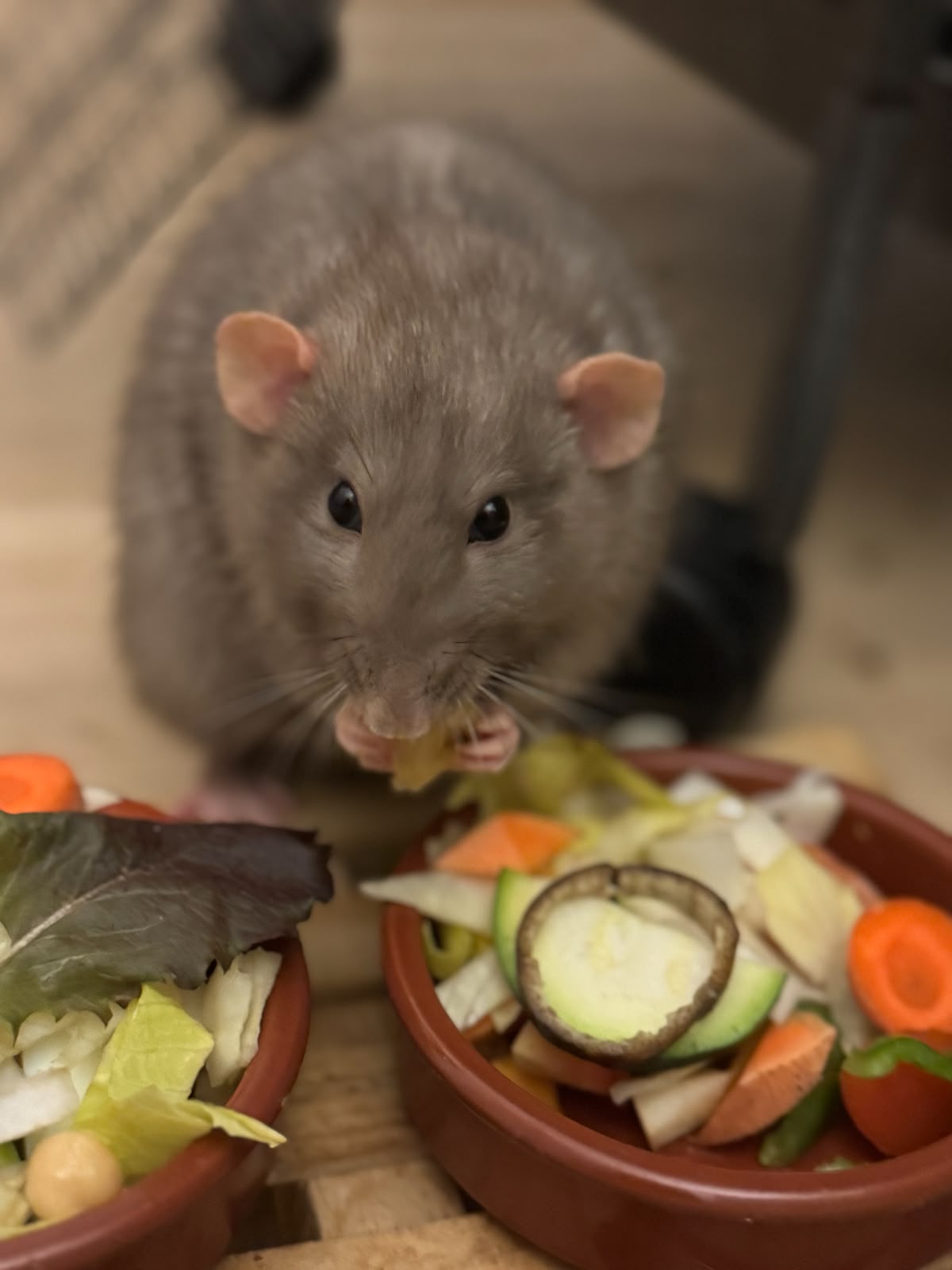 Trini, una rata comiendo verduras en Refugio Animal l’Oliveta