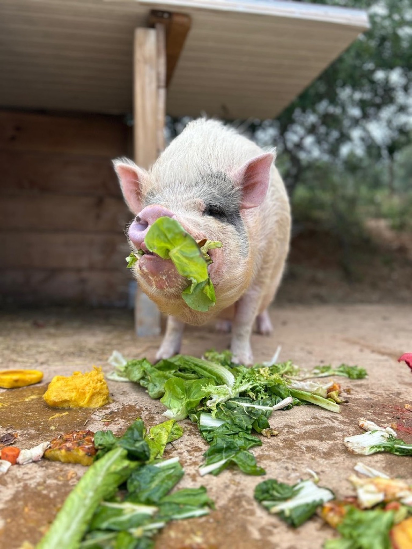 Willy, un cerdo vietnamita comiendo verduras en Refugio Animal l’Oliveta