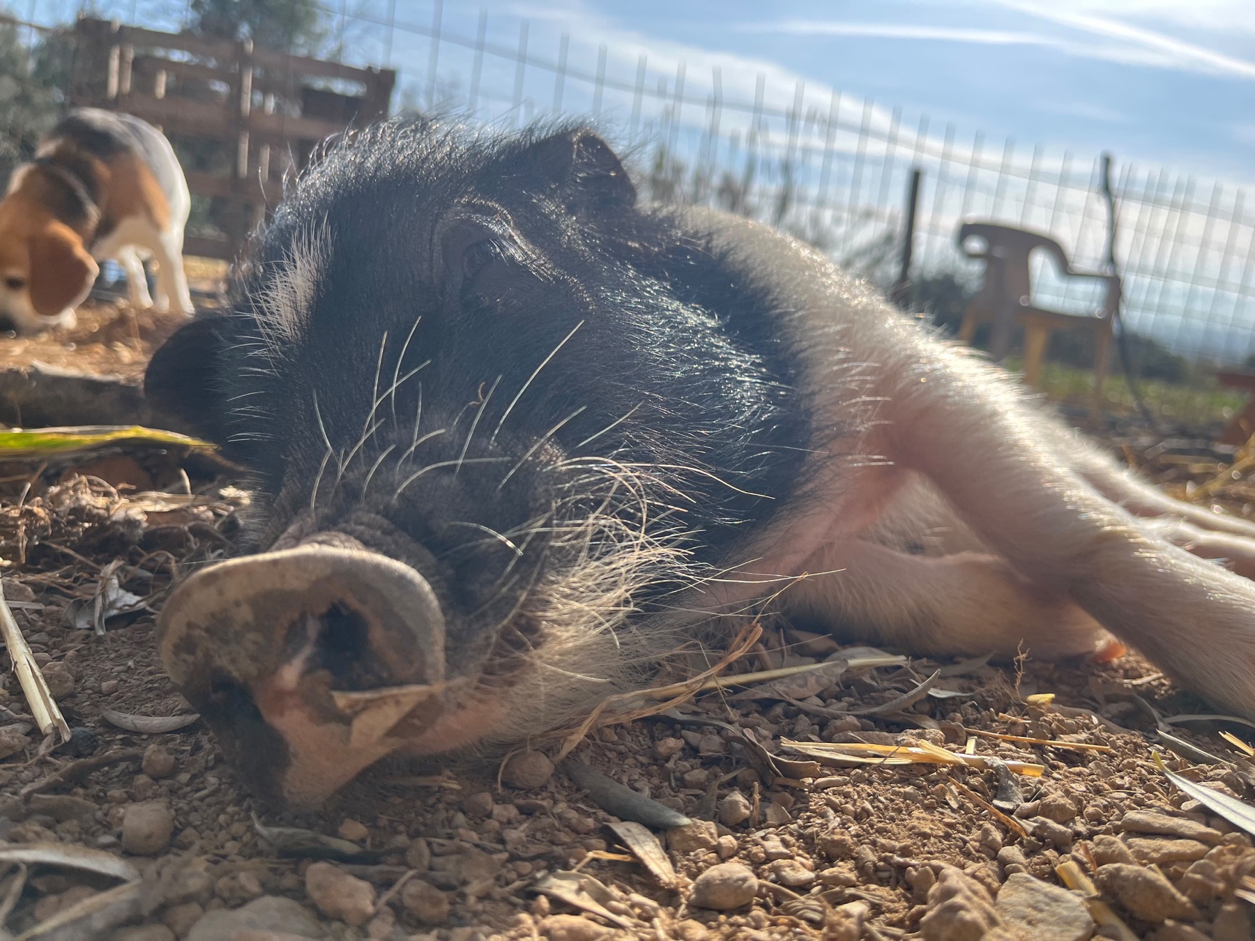 Xixo, un cerdo vietnamita descansando al sol en Refugio Animal l’Oliveta