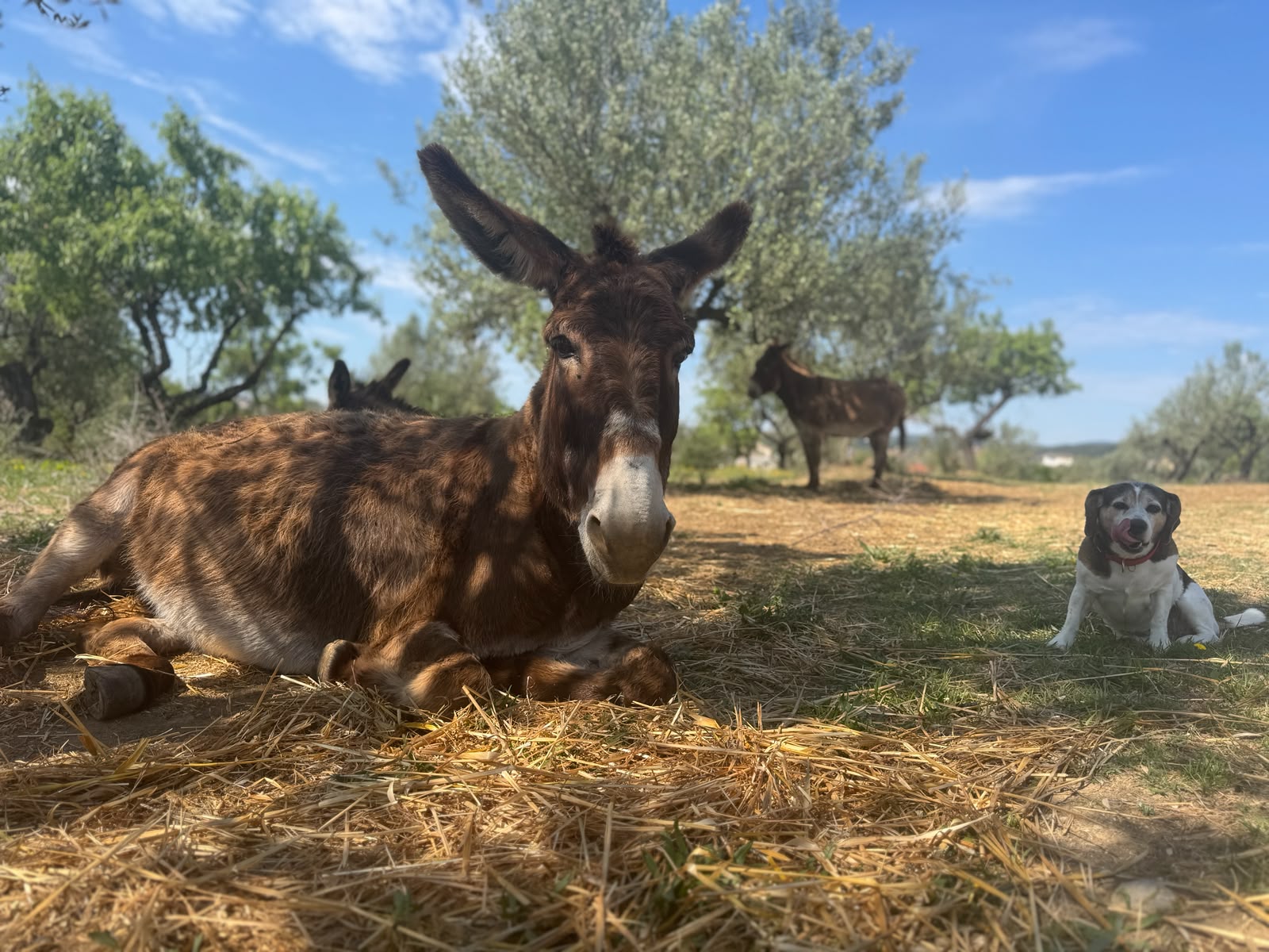 Una burra descansa junto a una perra entre los olivos de Refugio Animal l’Oliveta