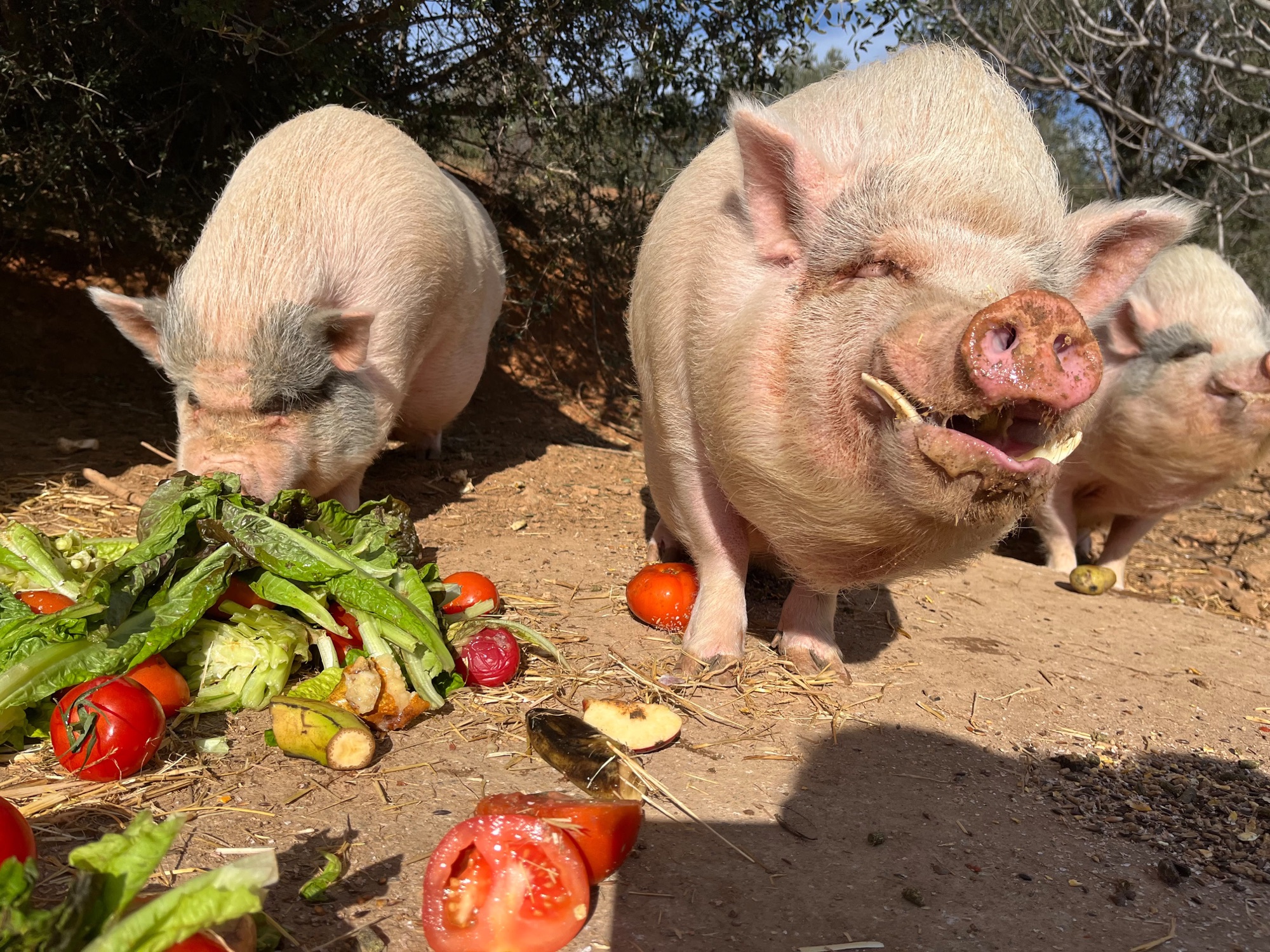 Tres cerdos rescatados comiendo verduras en Refugio Animal l’Oliveta